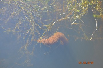 2016 EWM Field Work
