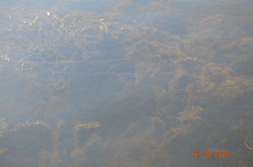 MTU UAV Field Work 2016_4