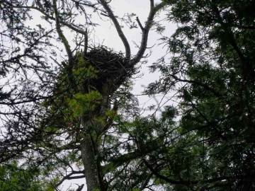 June 2019 Osprey Nest