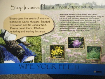 Invasives