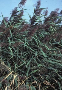 Many Invasives_7