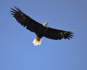 Eagle in Flight_1