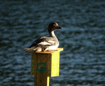 Juvenile Female Golden Eye