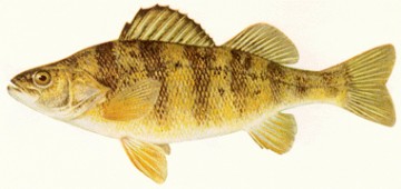 Perch