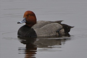 Red Head Duck